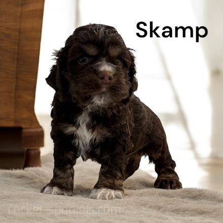 puppy, for, sale, Cocker Spaniel, Joe & Cherri  Overlease, dog, breeder, Miller, MO, dog-breeder, puppy-for-sale, forsale, nearby, find, puppyfind, locator, puppylocator, aca